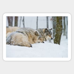 Gray Wolves Sticker